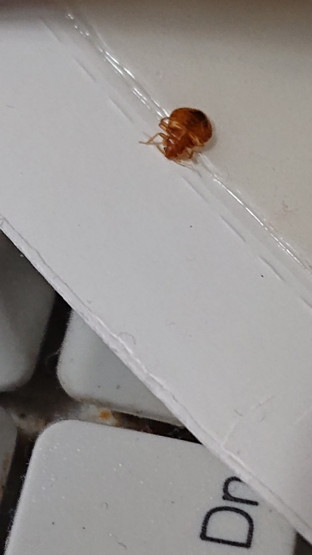 Pest In The City
