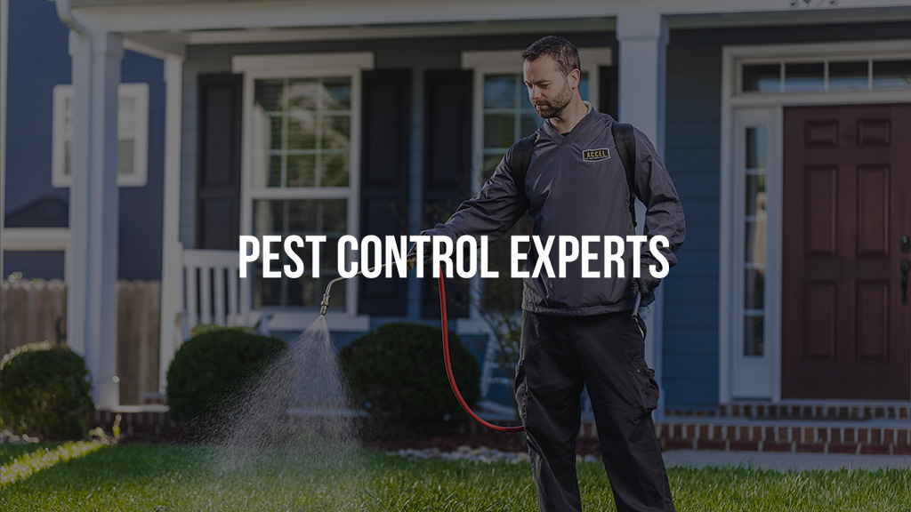 Accel Pest & Termite Control