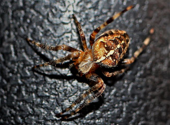 Insight Pest Solutions