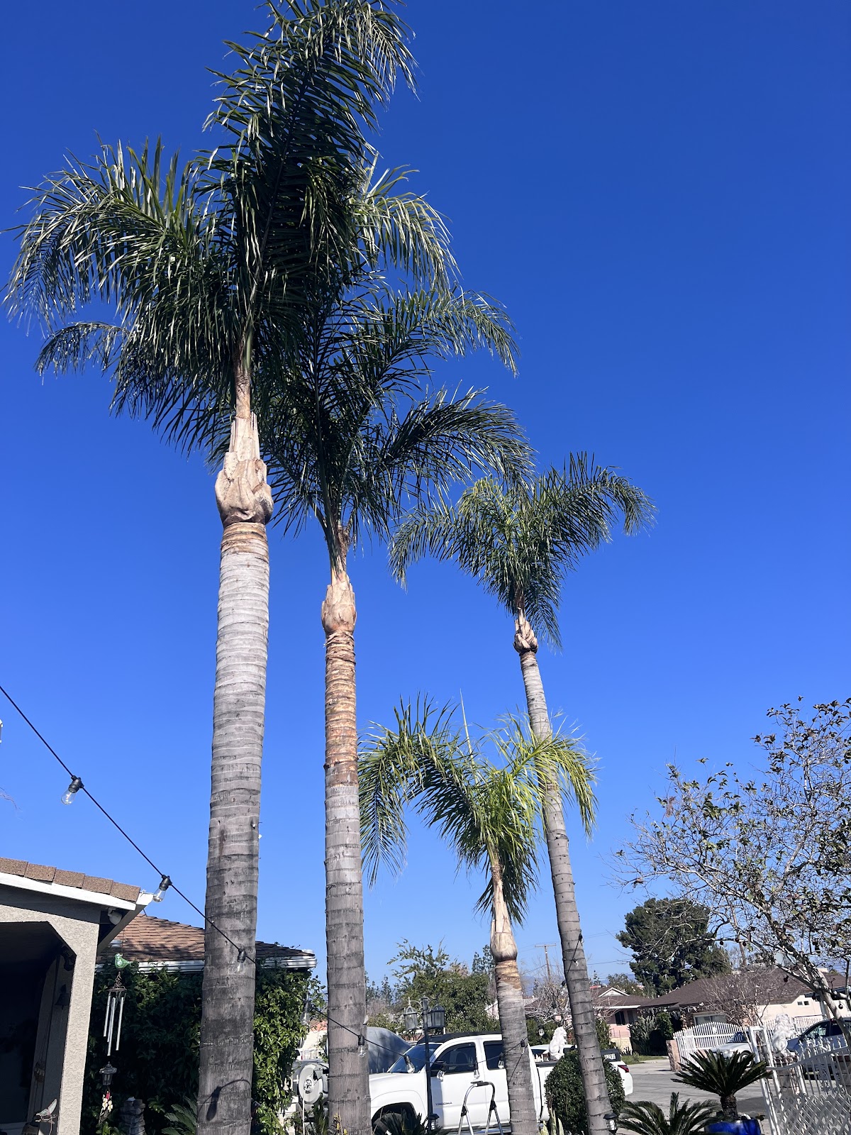 Mauricio garden and tree service