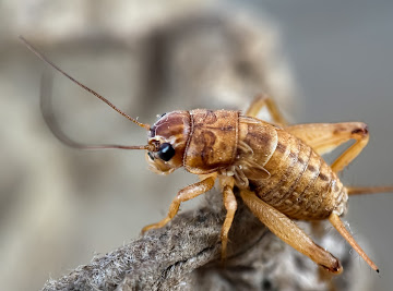 TruPest Solutions