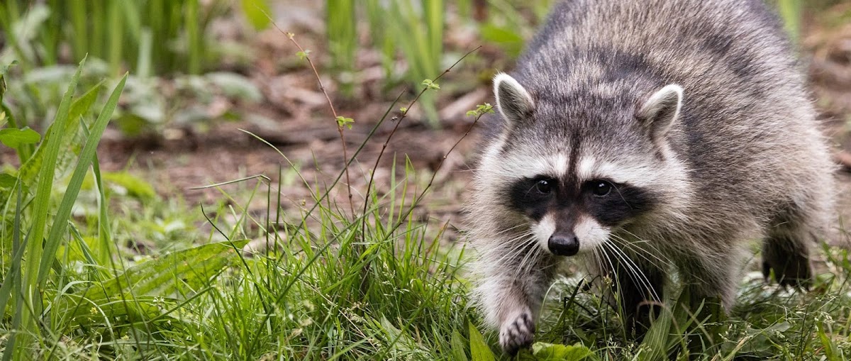 Front Range Pest and Wildlife Control