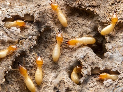 Pestbye Pest Control Canada