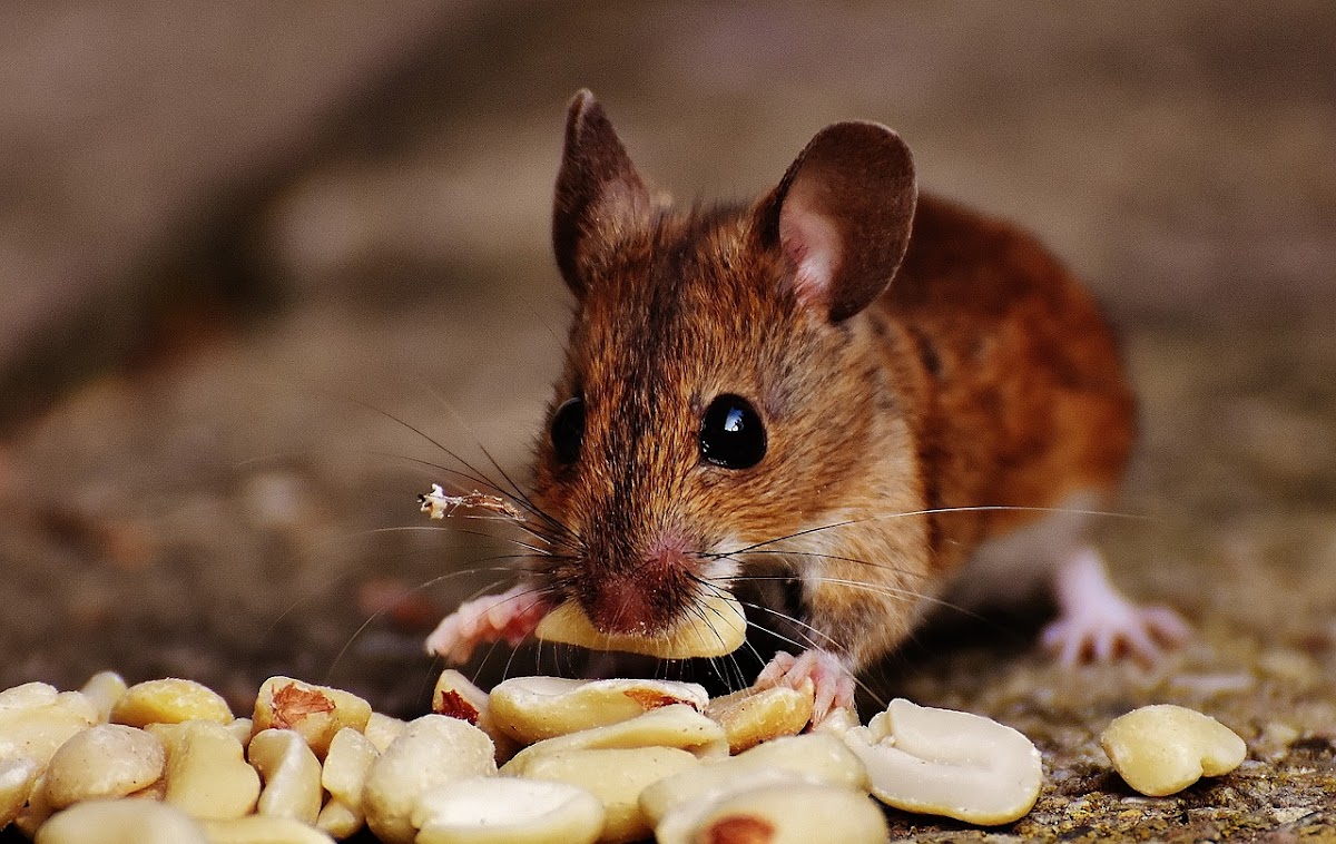 Delta Insect and Rodent Exterminators and Eradication