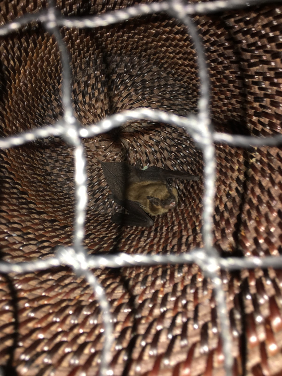 Pal Pest Bat Control