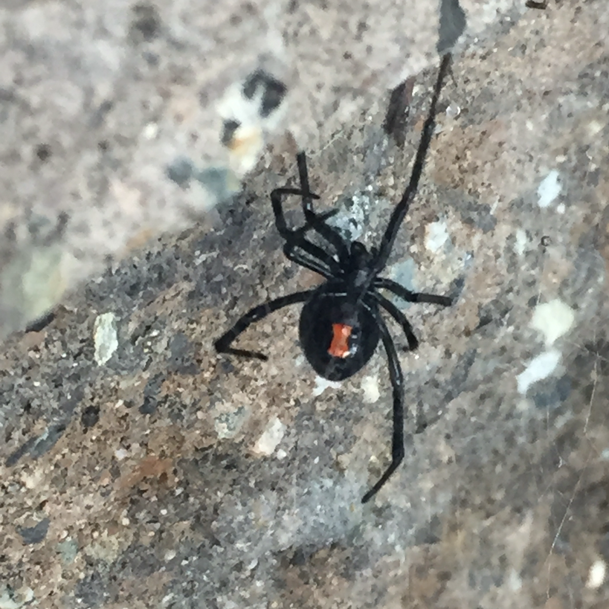 Vernon Spider Control