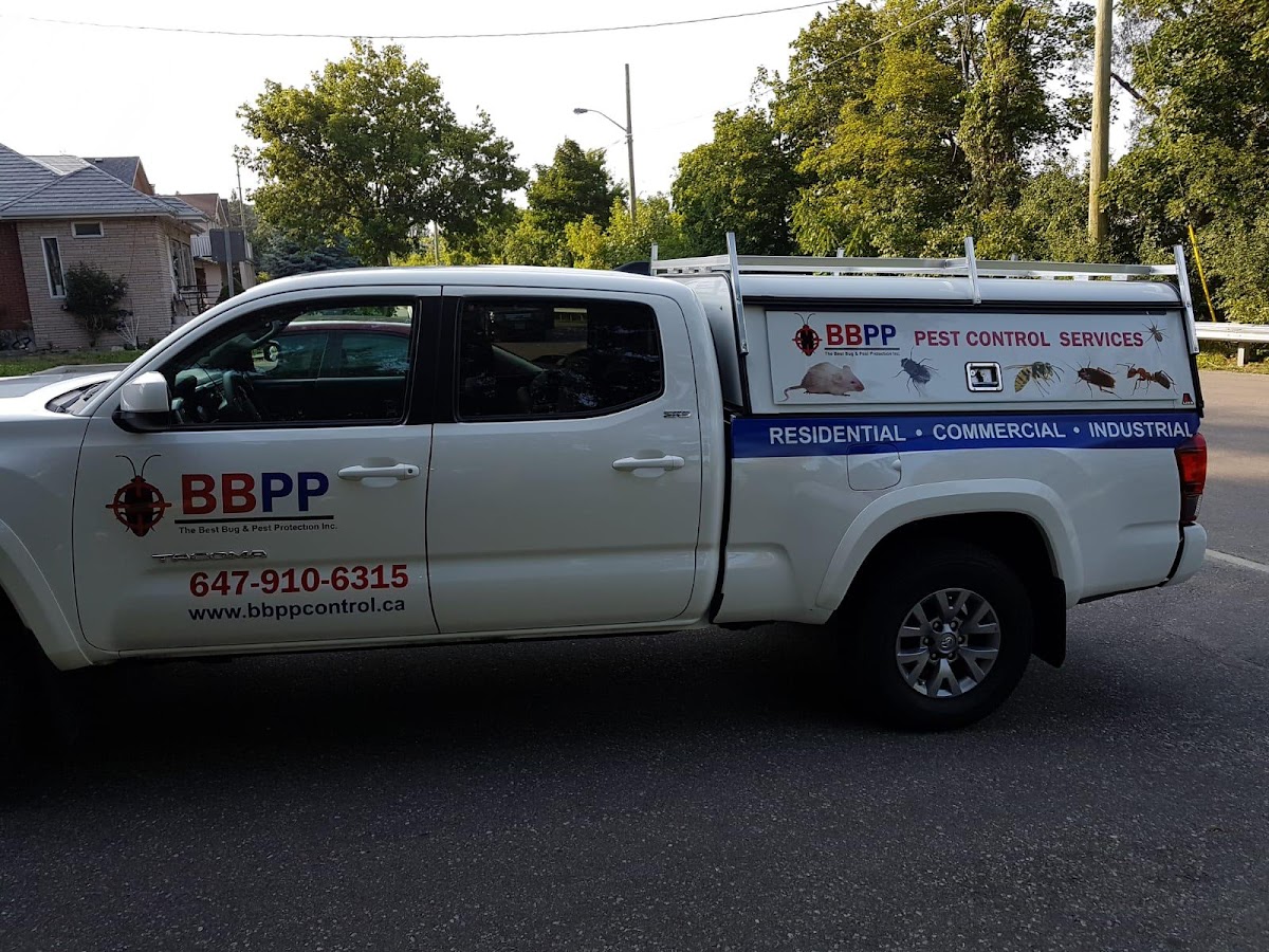 B.B.P.P | Mice Control Service