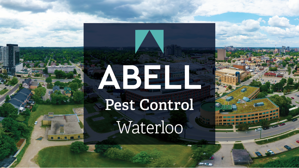 Abell Pest Control