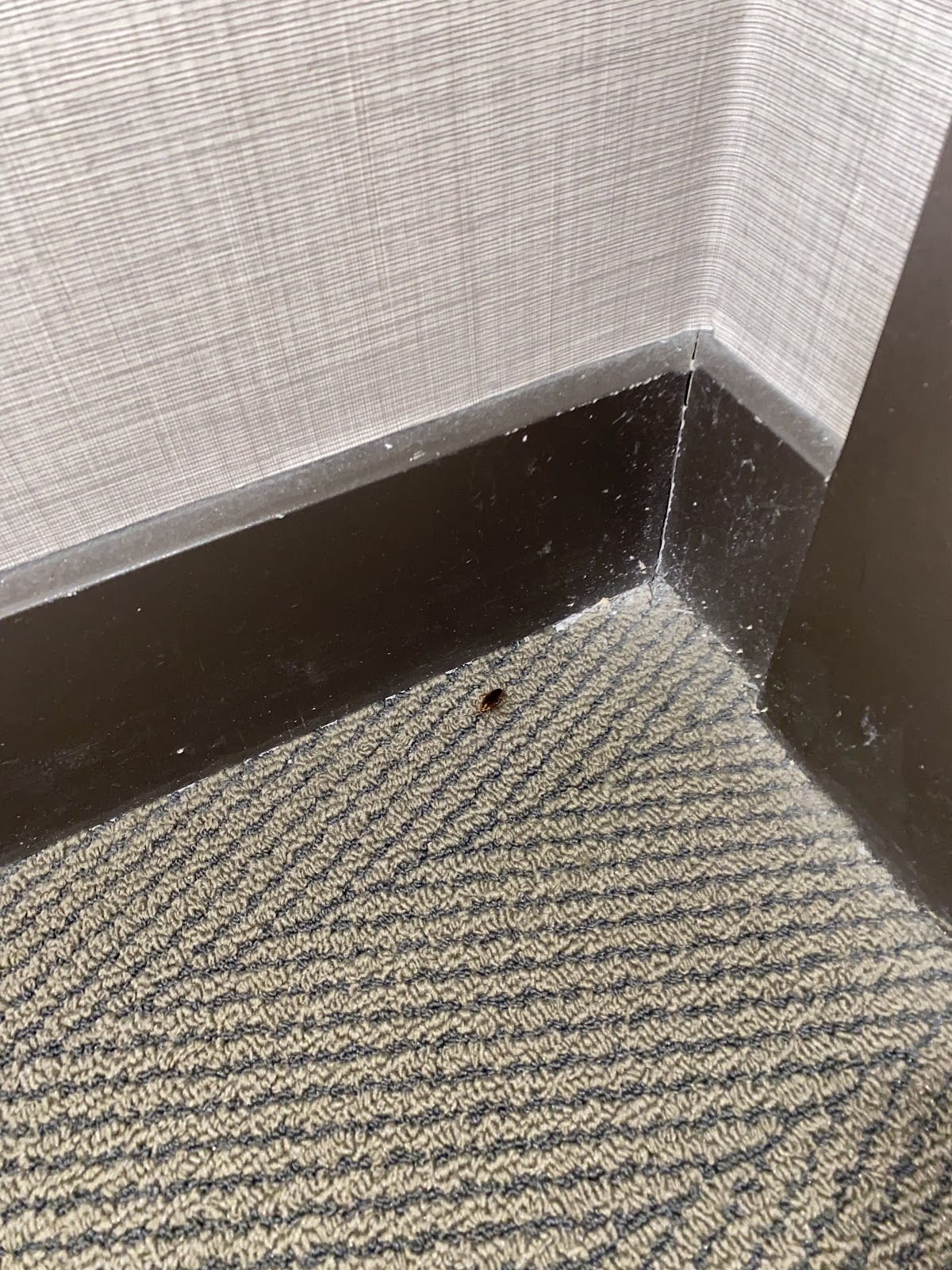 Empire Pest control inc