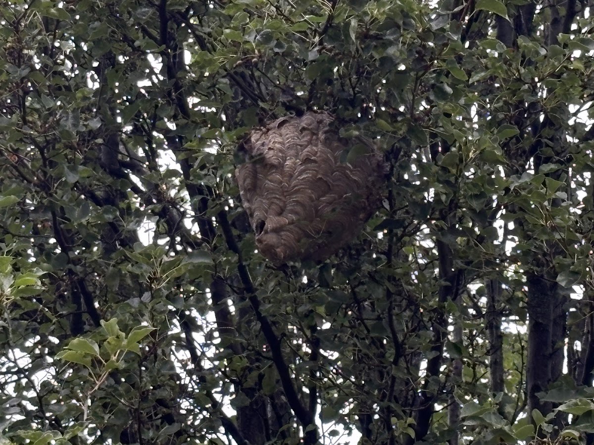 Frame's Pest Control, Inc. photo 7