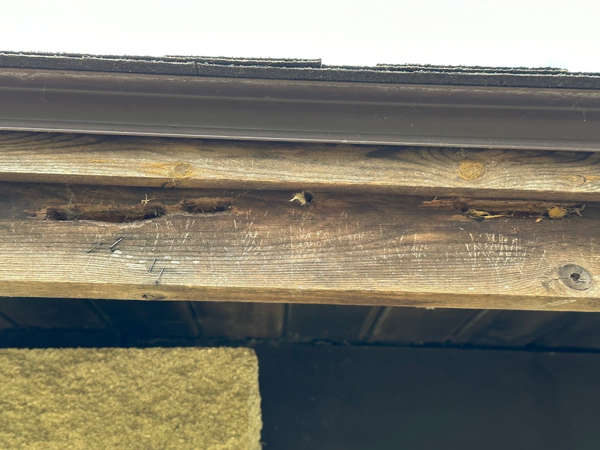 Yosemite Pest & Rodent Solutions, Inc.