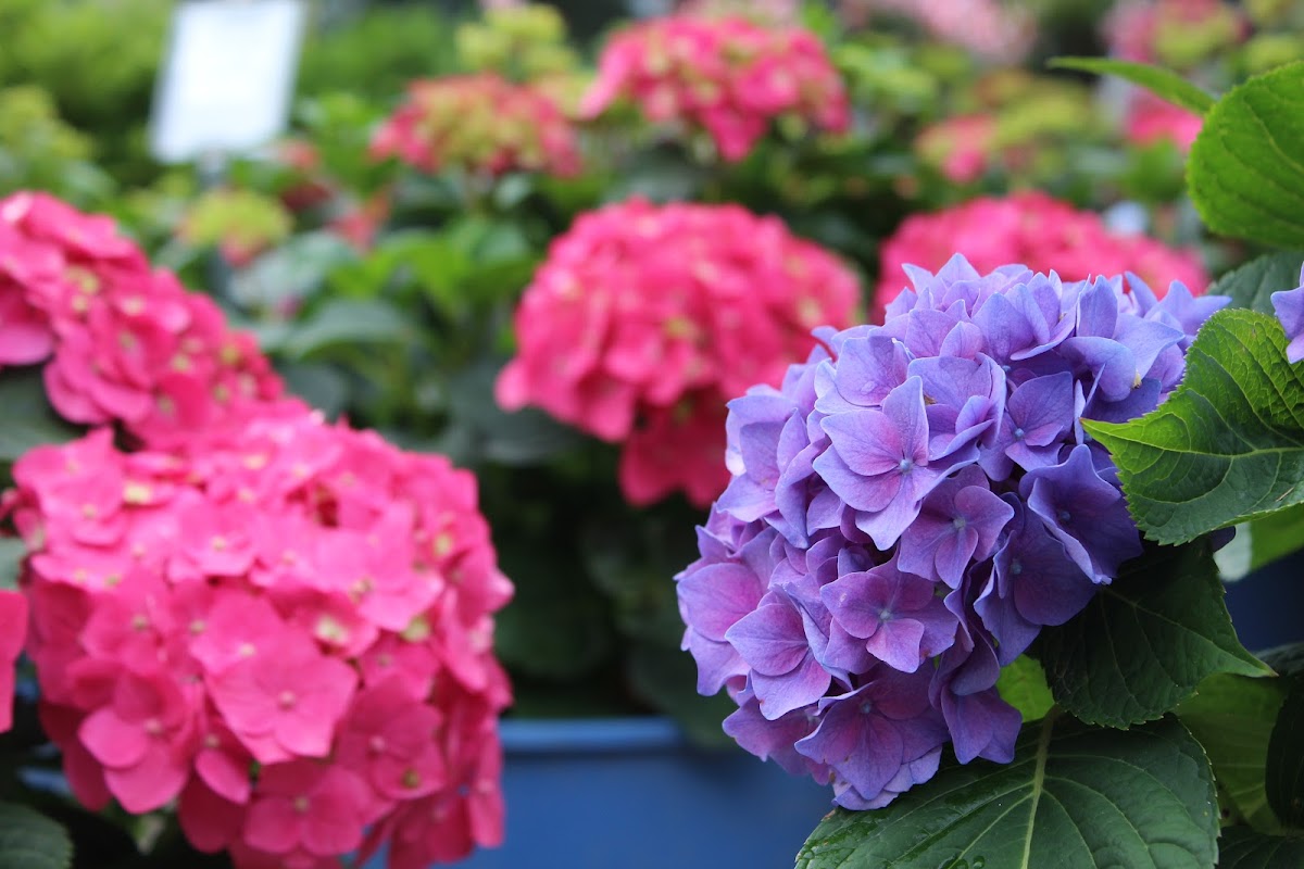 Tripp Landscaping