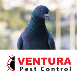 Ventura Pest Control