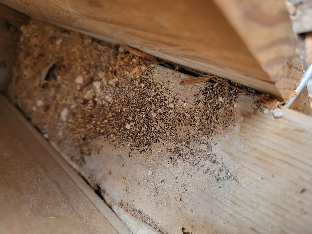 J & M Termite Control Inc