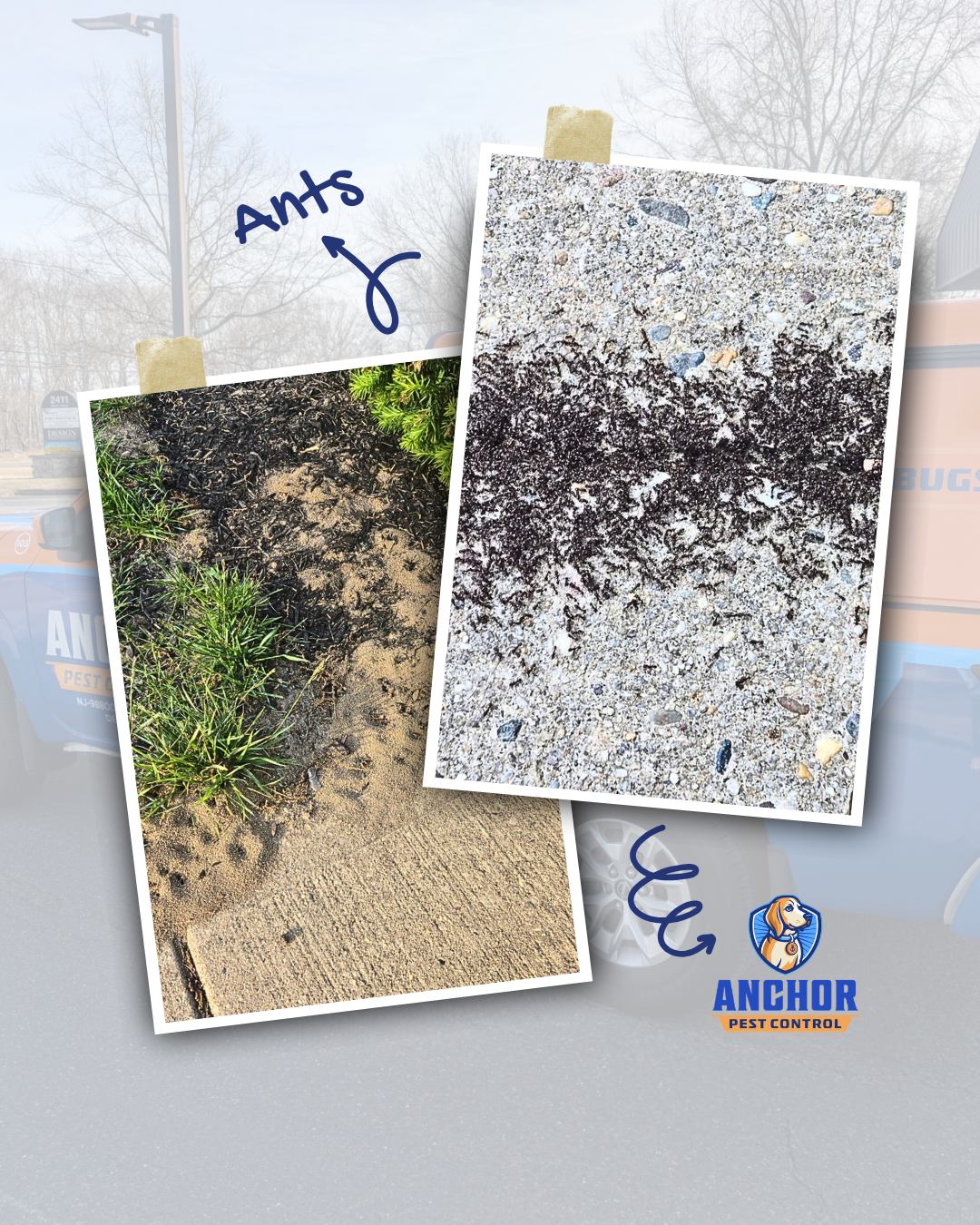Anchor Pest Control