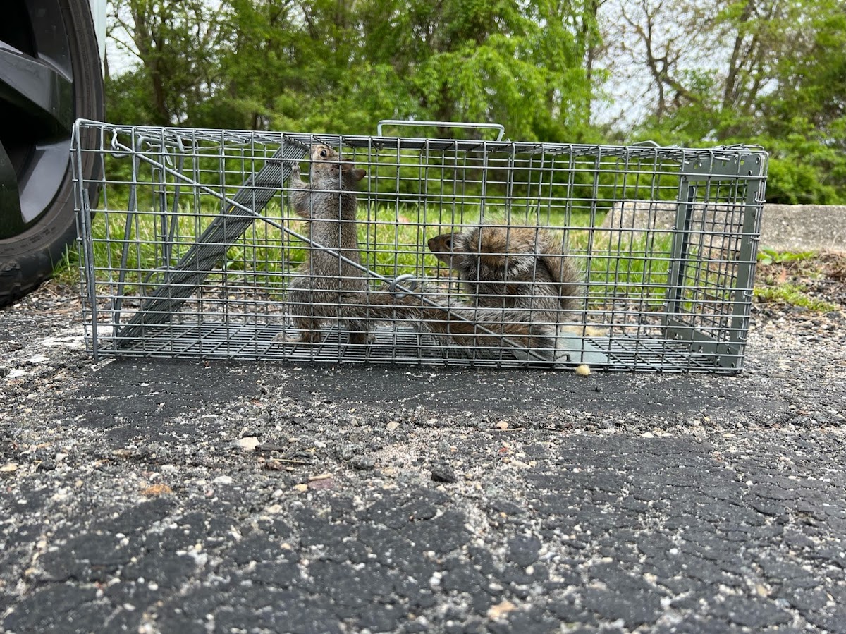 GenExt: General Extermination & Pest Control LLC