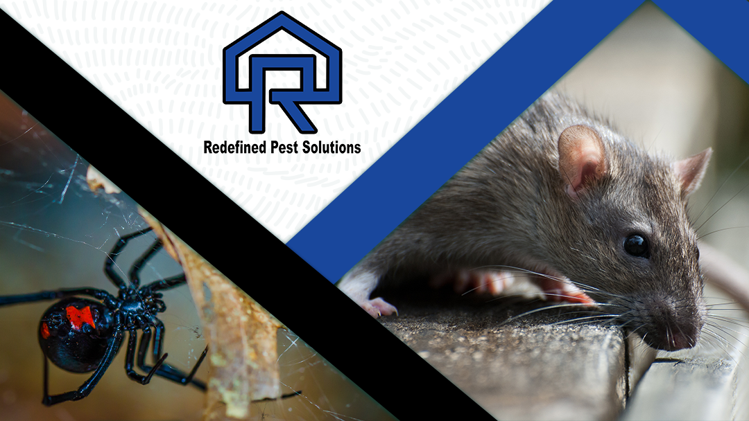 Redefined Pest Solutions