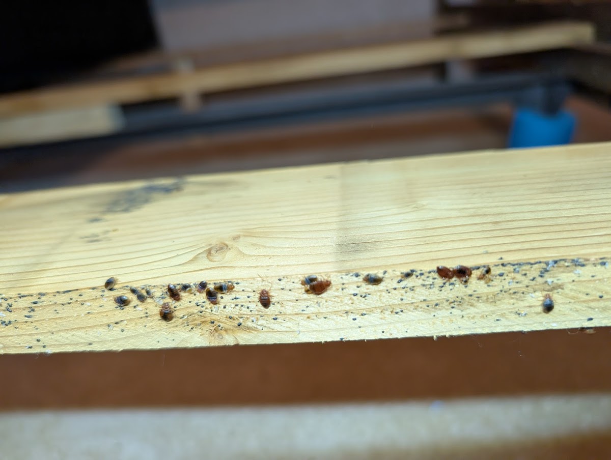 The Bug Gurus