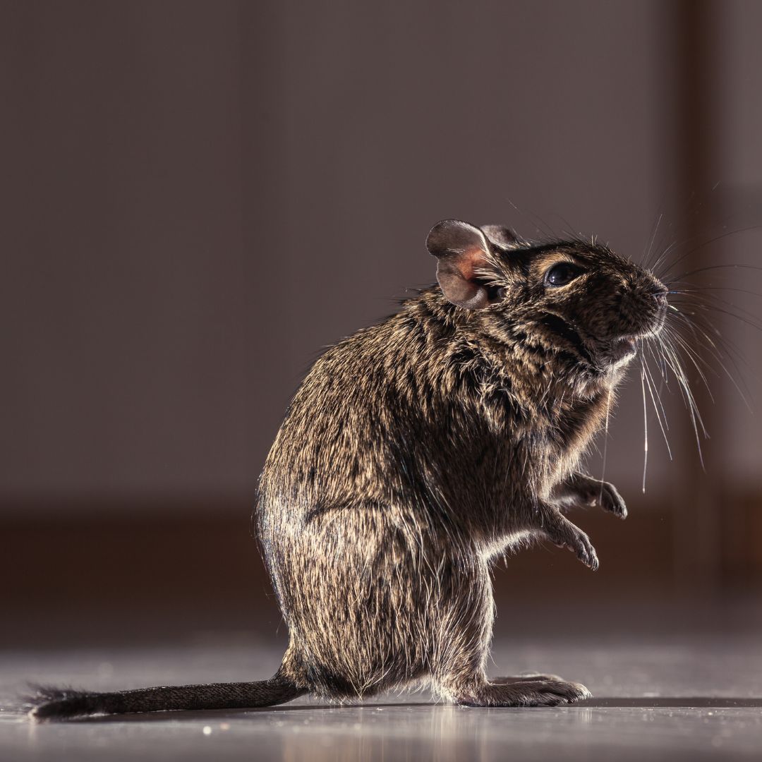 Eyring Pest