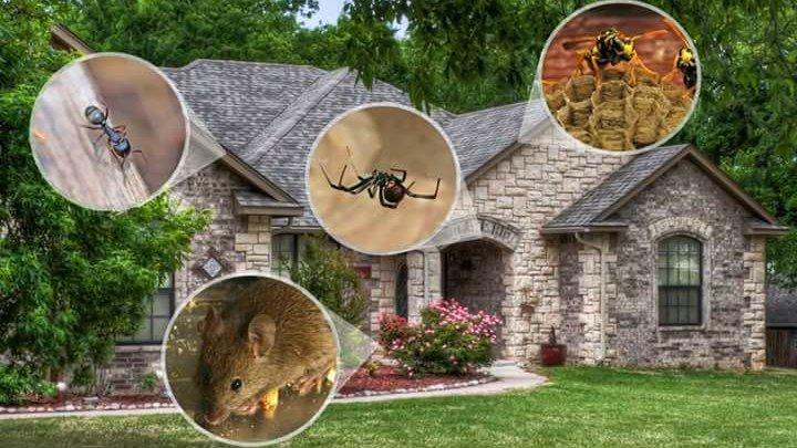 TitleTown Pest Pros