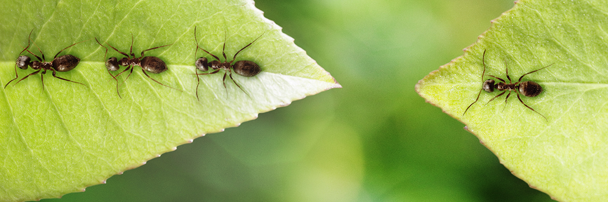 Advance Termite & Pest Control Inc