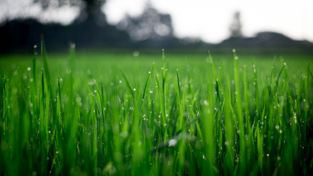 Lawn & Leaf Solutions
