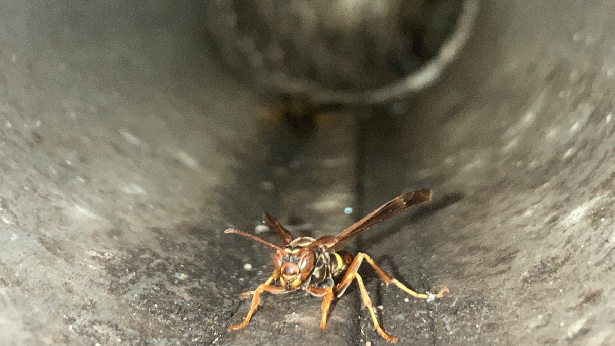 Durelle Pest Management Fredericton