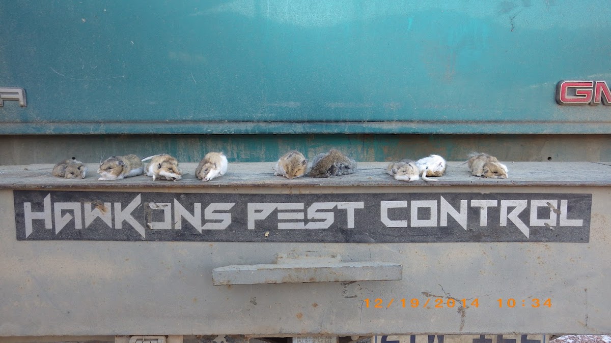 Hawkons Pest Control