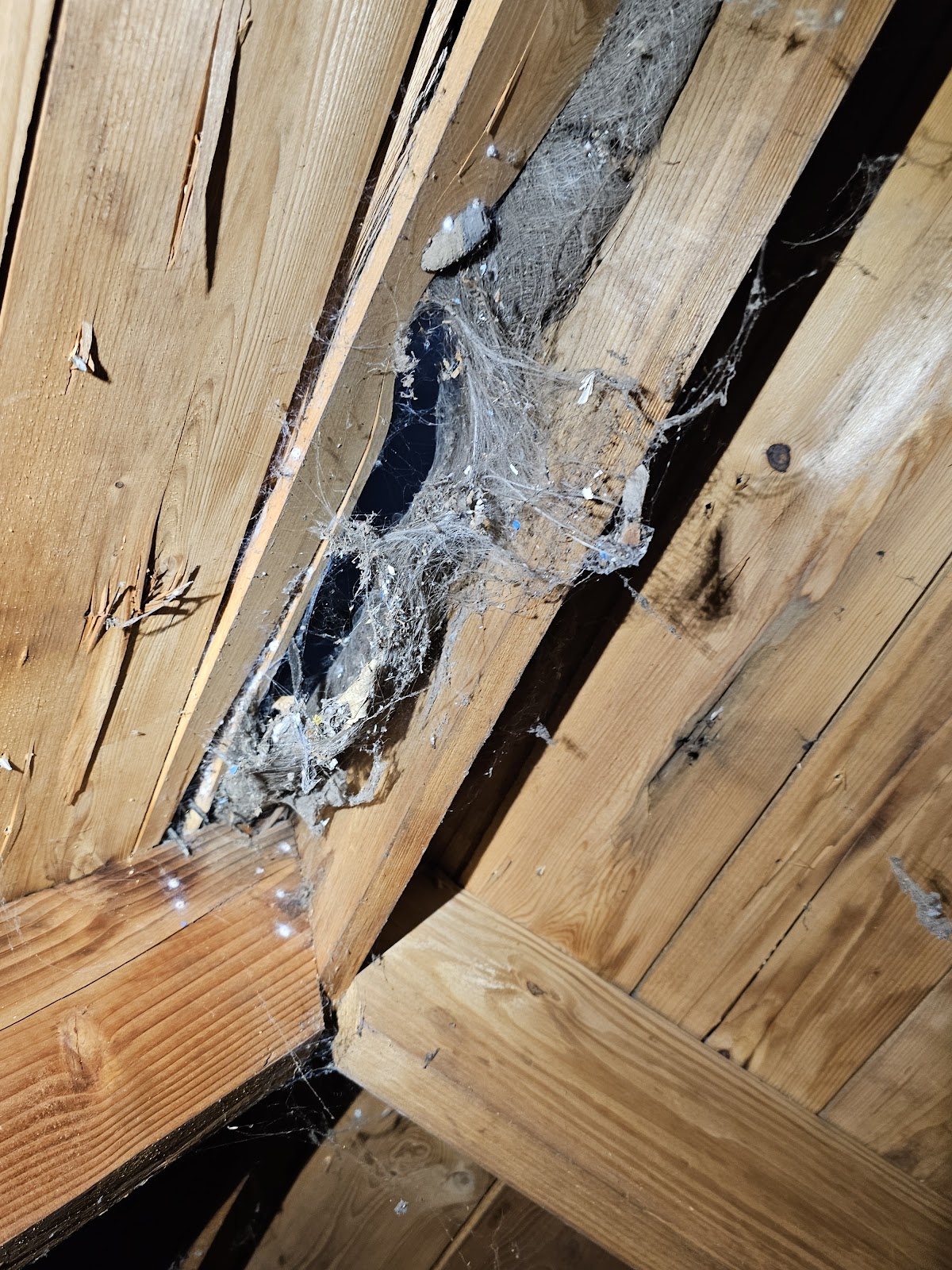 Northern Pest and Wildlife Control