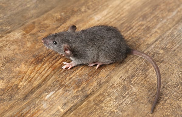 Classic Pest Control & Insulation