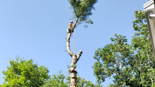 Lamontagne Landscaping and Tree Services LLC