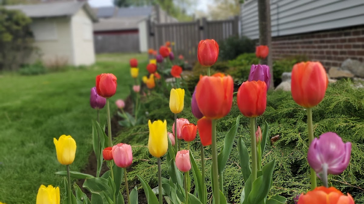 Cedar Horticulture