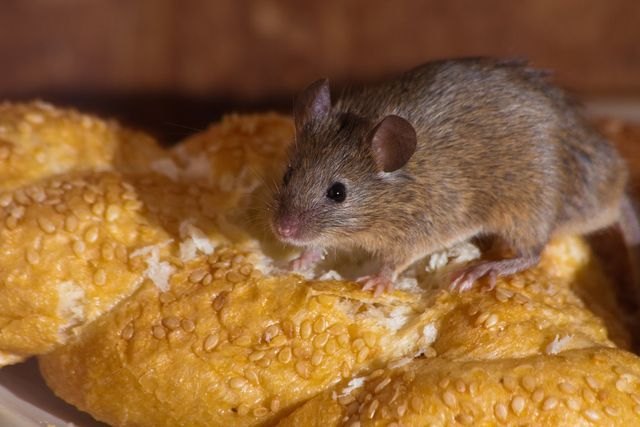 Best Pest Control Service LLC