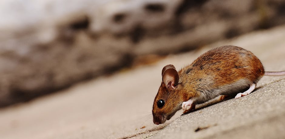 Santa Barbara Pest Control
