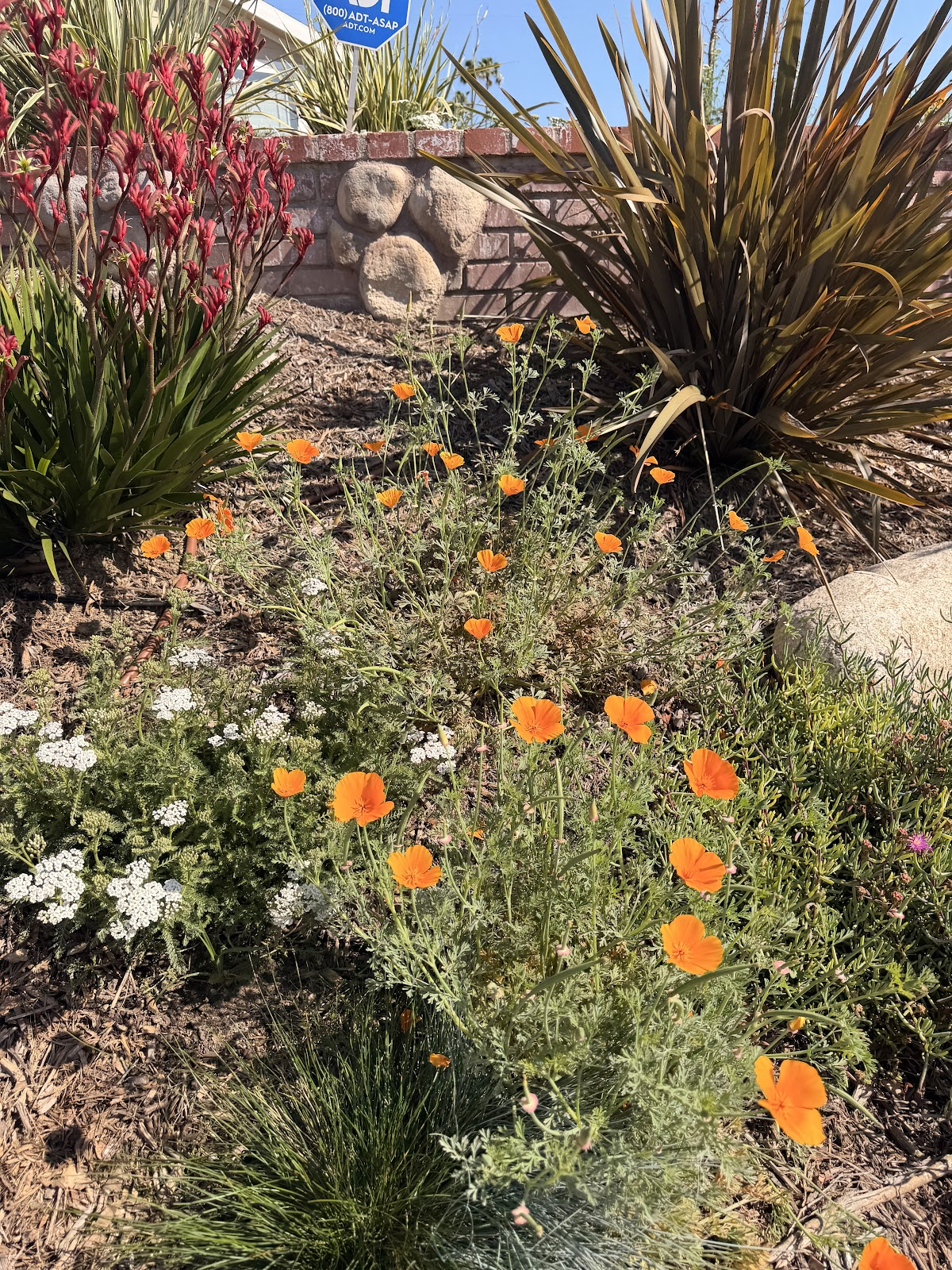 Barba Landscape & Design