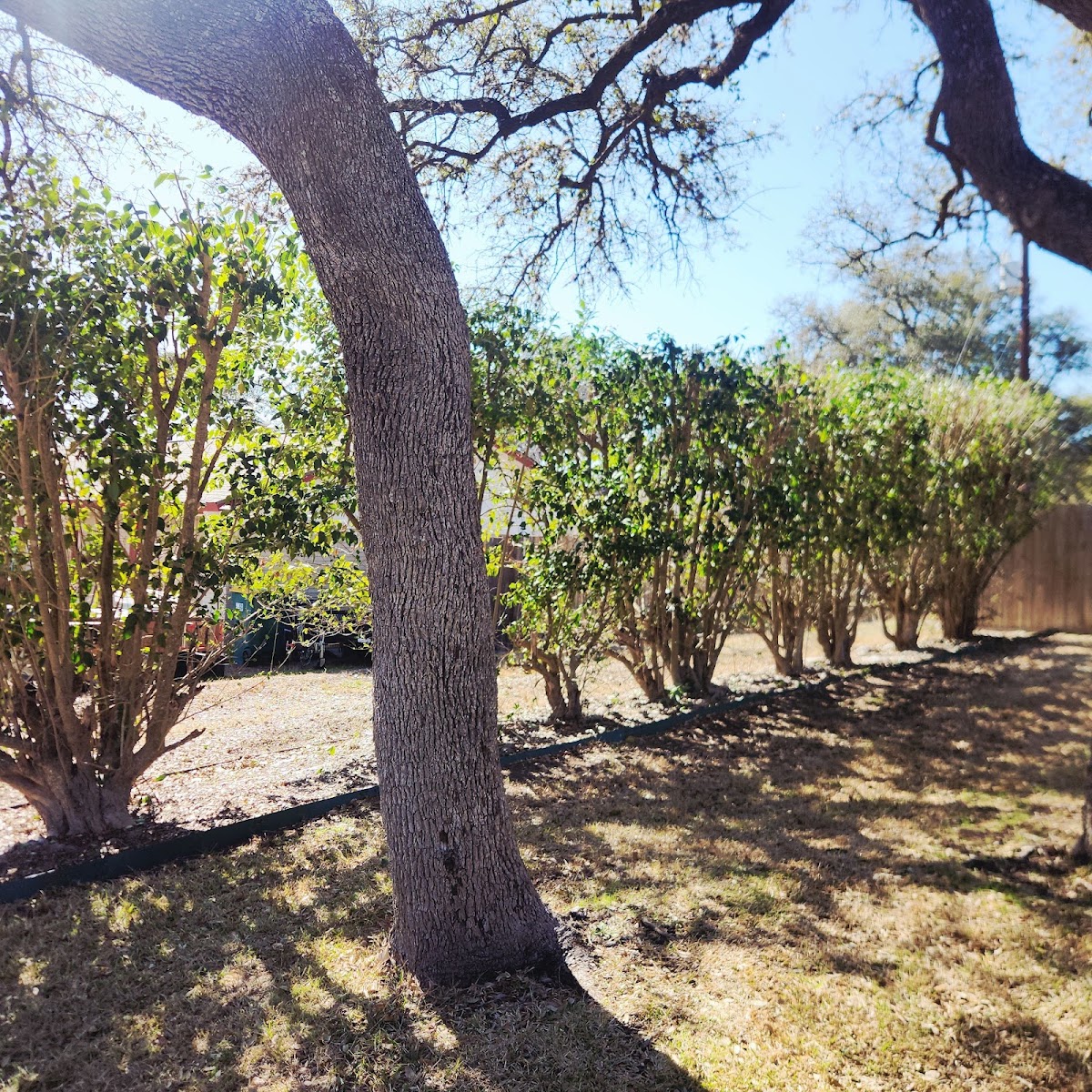Emerald Horizon Lawncare