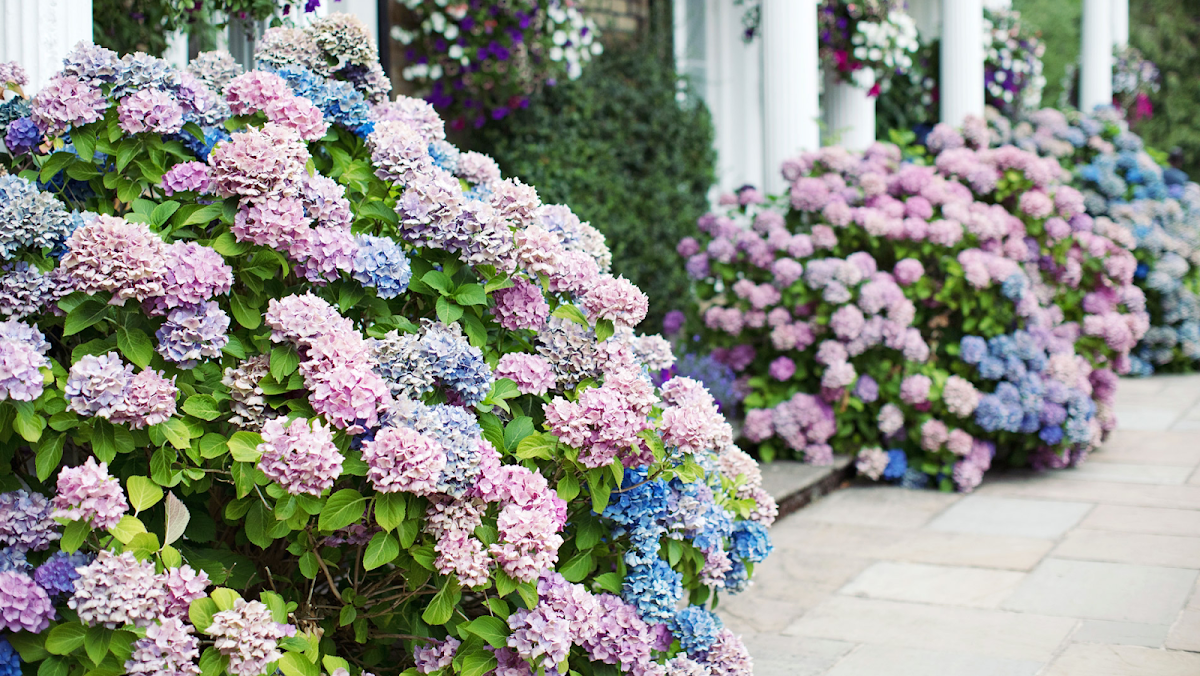 Sullivan & Son Landscaping Management