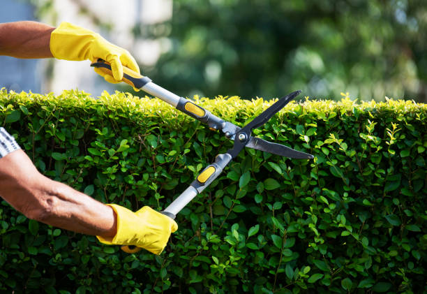 2 Little Brothers Landscaping/Irrigation/Tree Service Of Temple