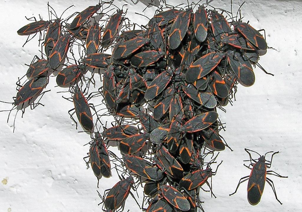 Bugsy's Pest Solutions