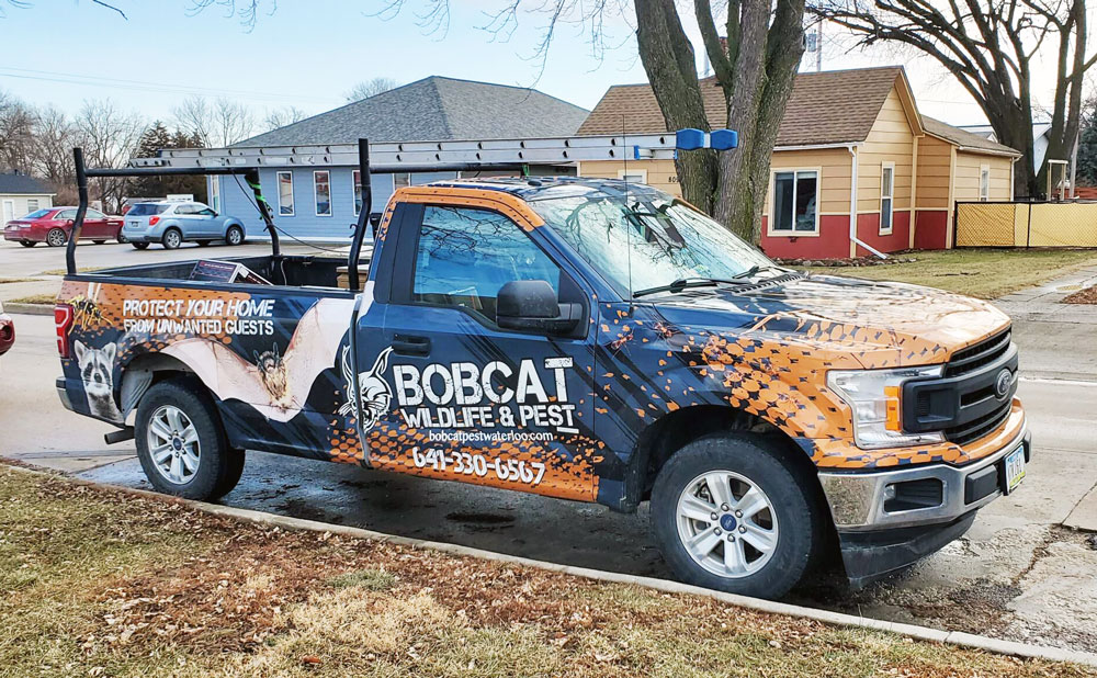 Bobcat Wildlife & Pest Management