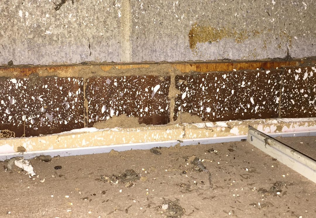 Sandhoff Services Pest and Termite