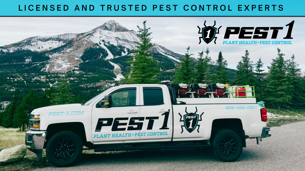 Pest 1