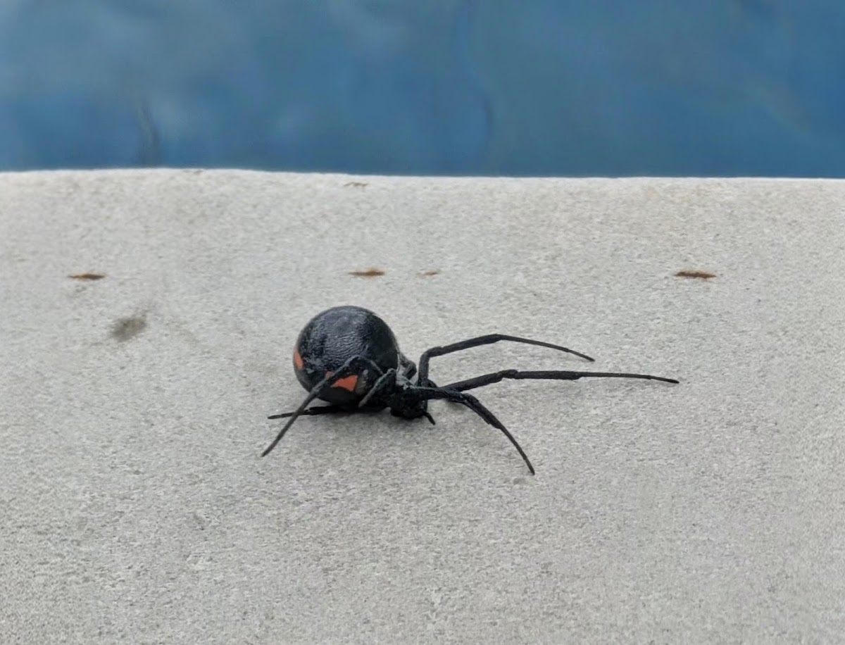 Crawlies PCO