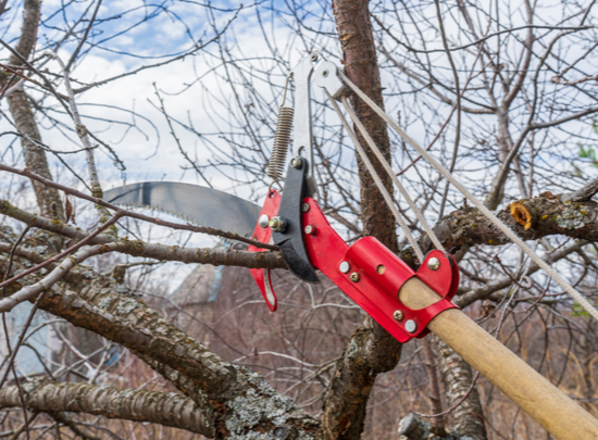 Wright Tree Service business photo 2 - Landscaping in Ottawa