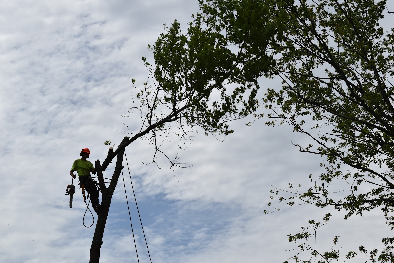 Wright Tree Service business photo 3 - Landscaping in Ottawa