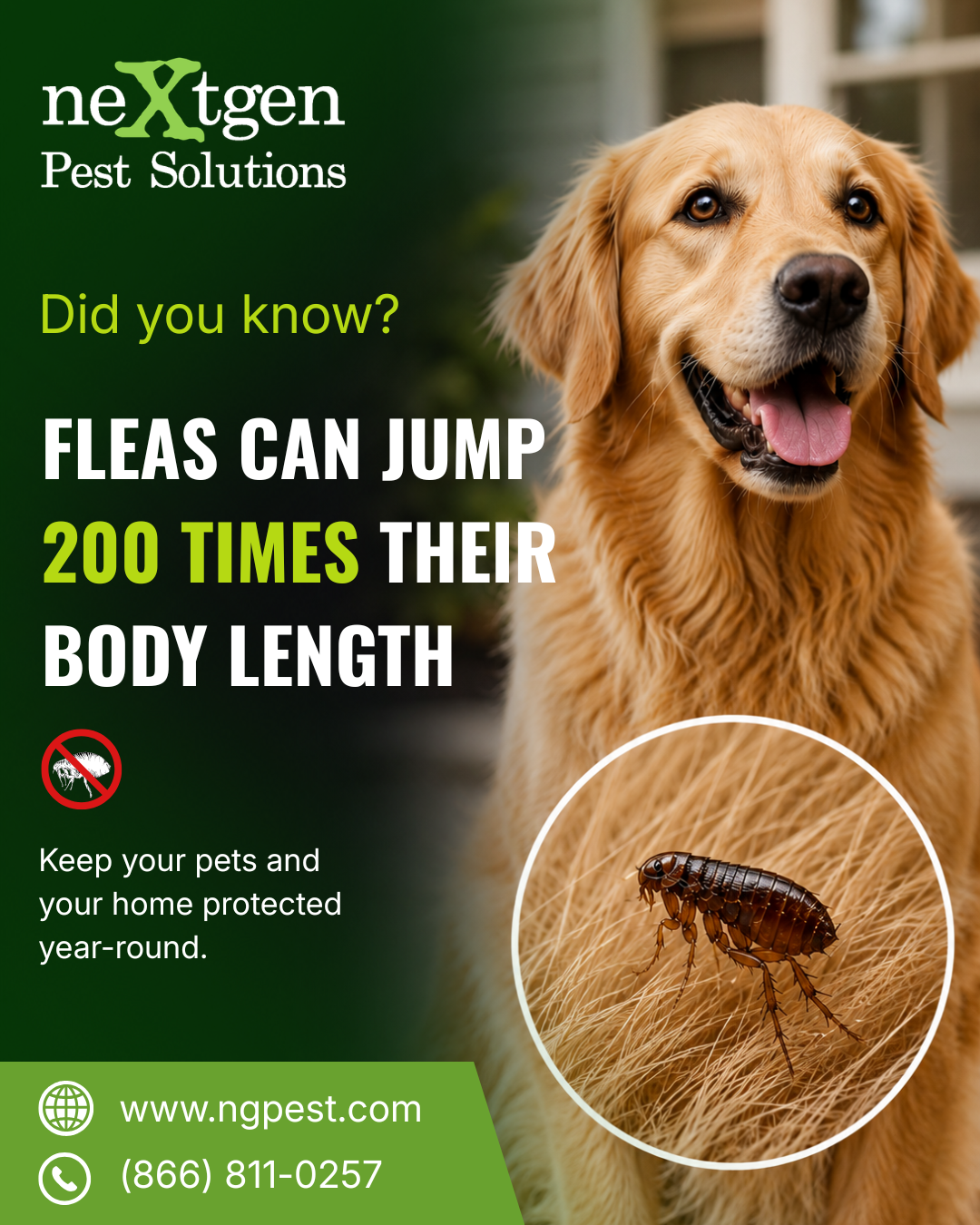 Nextgen Pest Solutions business photo 2 - Pest Control in Tampa