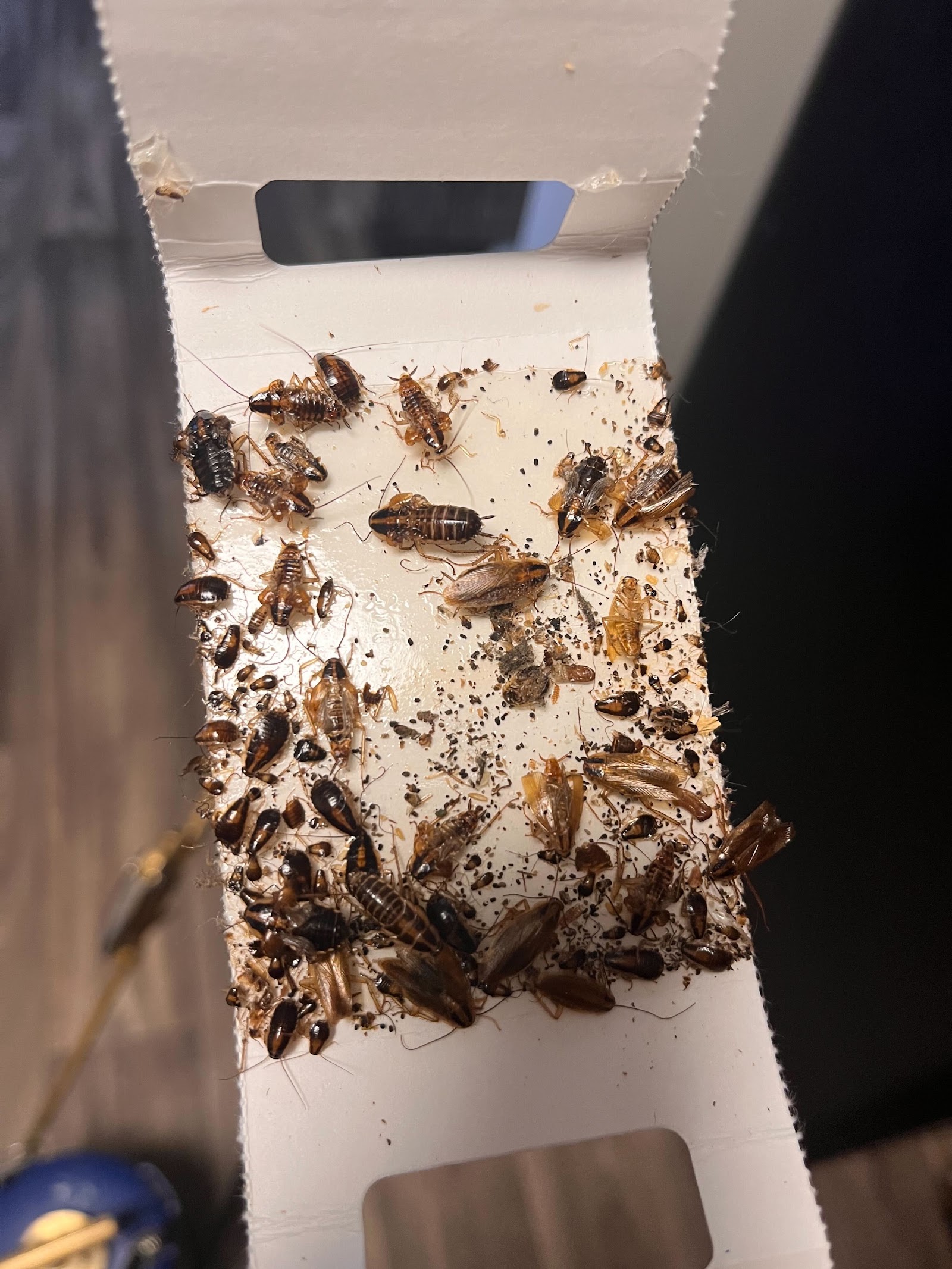 Nextgen Pest Solutions business photo 4 - Pest Control in Tampa