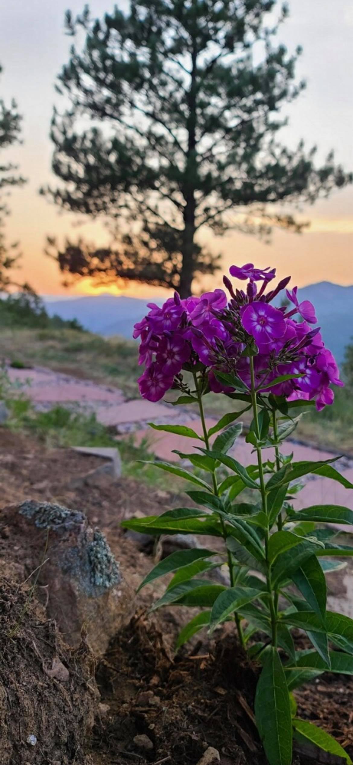 The Magic Beans Landscaping business photo - Landscaping in Boulder