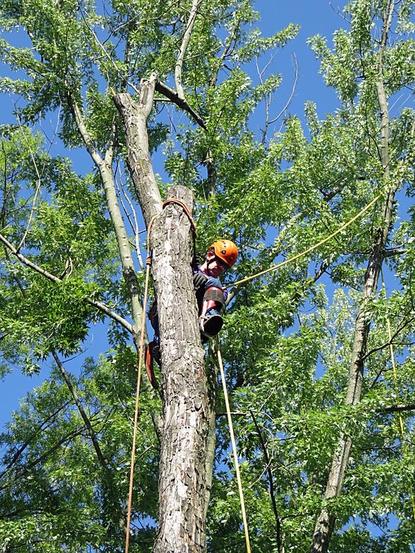 Columbia Tree & Lawn Service business photo - Landscaping in Columbia