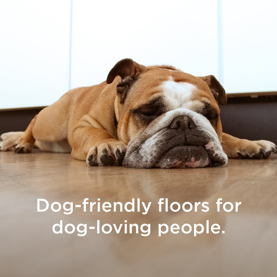 Family Carpet One Floor & Home business photo - Flooring in Longmont